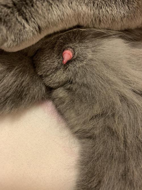 猫的阴茎