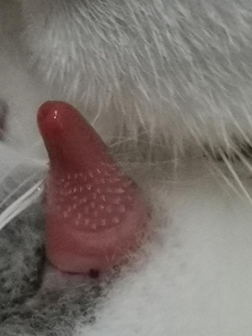 猫的阴茎