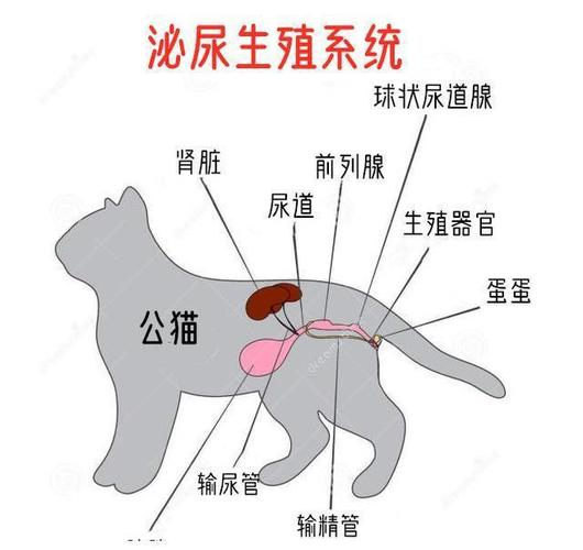 猫的阴道