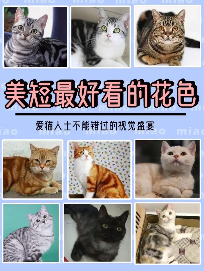 猫的颜色有多少种,猫的颜色有哪几种