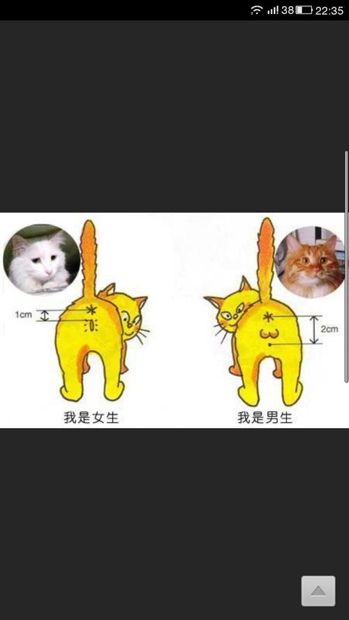 猫知道人类是男女吗,猫发出情的表现