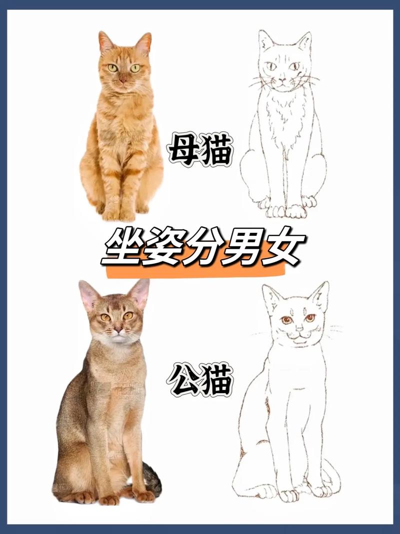 猫知道人类是男女吗,猫发出情的表现