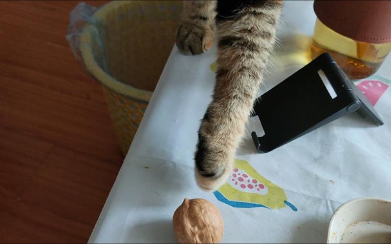 猫能吃核桃么,猫能否吃核桃