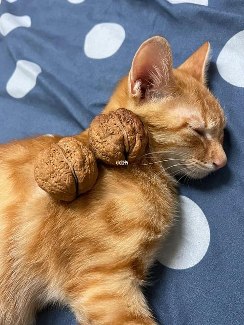 猫能吃核桃么,猫能否吃核桃