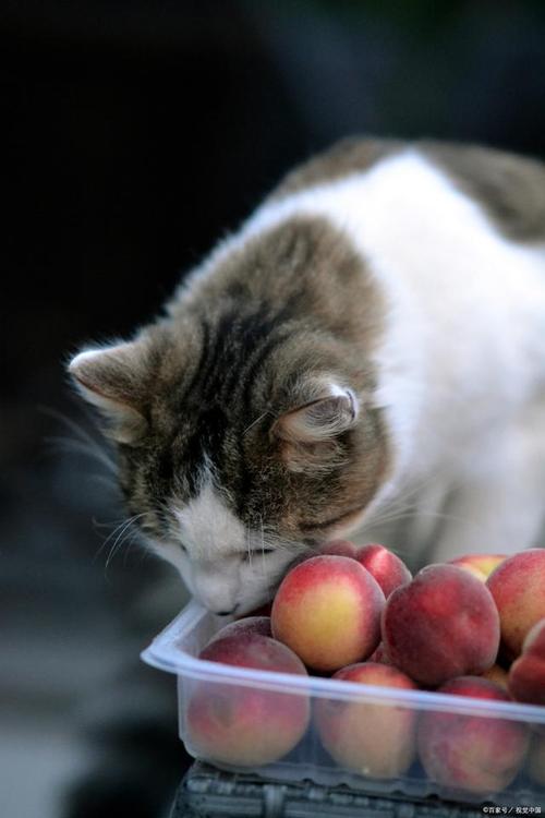 猫能吃橘子吗吗,猫能吃苹果吗