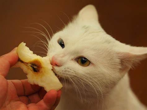 猫能吃橘子吗吗,猫能吃苹果吗