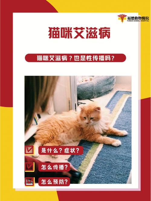 猫艾滋病症状,猫艾滋病能治好吗
