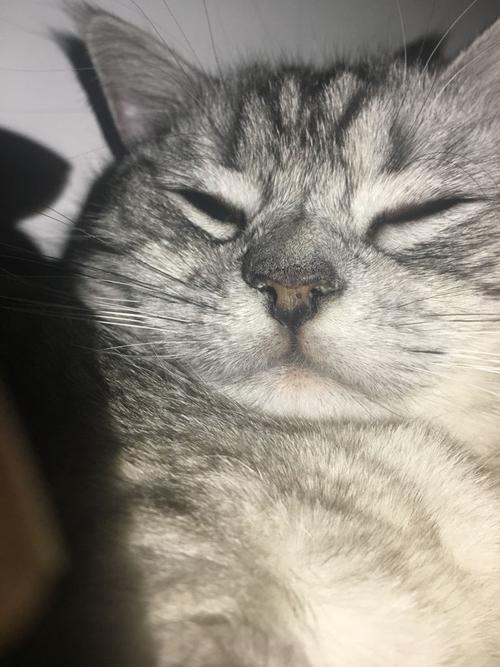 猫鼻子干的正常吗,猫鼻子干的好还是湿的好