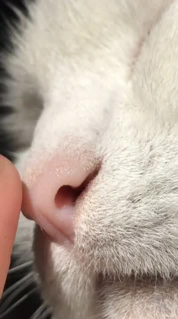 猫鼻子干的正常吗,猫鼻子干的好还是湿的好