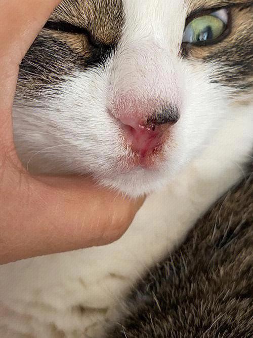 猫鼻支严重会死吗,猫鼻支是什么病