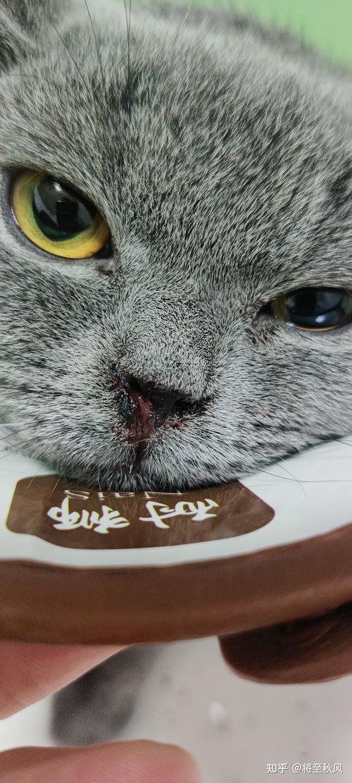 猫鼻支会把整个屋子感染吗,猫鼻支会不会传染人