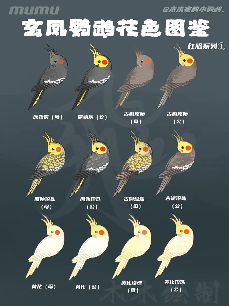 玄凤鹦鹉品种详细介绍,玄凤鹦鹉品种大全