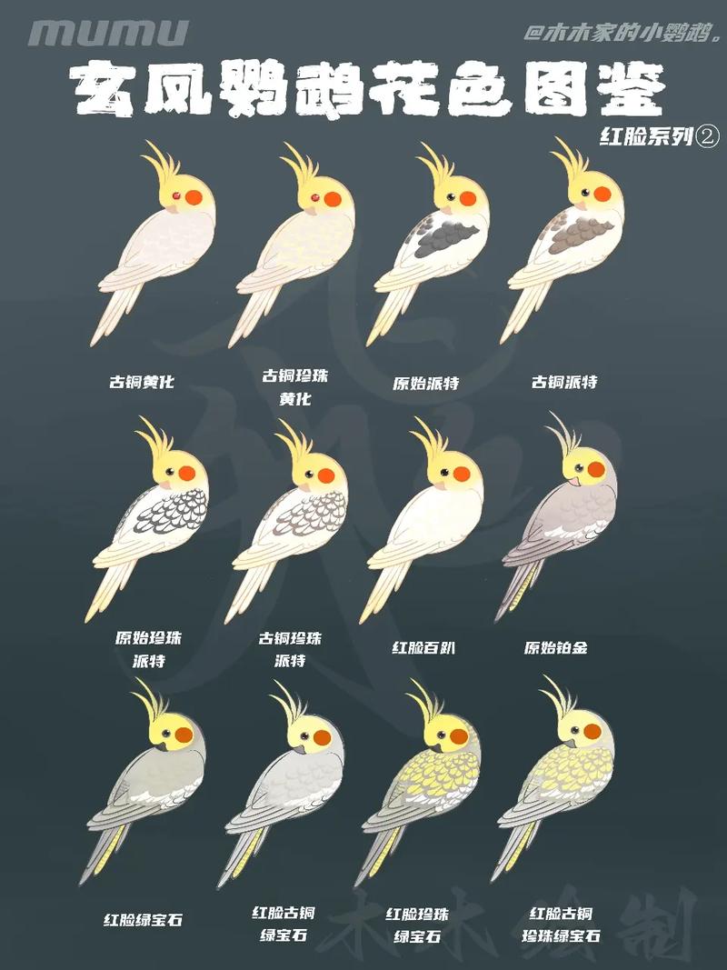 玄凤鹦鹉品种详细介绍,玄凤鹦鹉品种大全