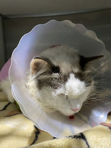用了棉签后猫咪能安静多久,猫咪绝育针多少钱一支