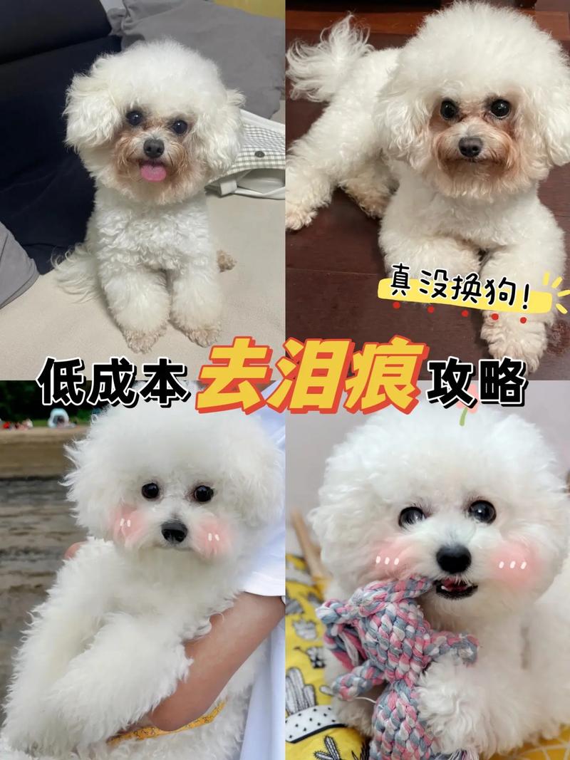 白色狗狗泪痕处理方法,白色狗狗品种大全及图片