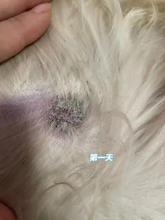 白醋治疗狗狗皮肤病绝了,废机油治疗狗癣有用吗