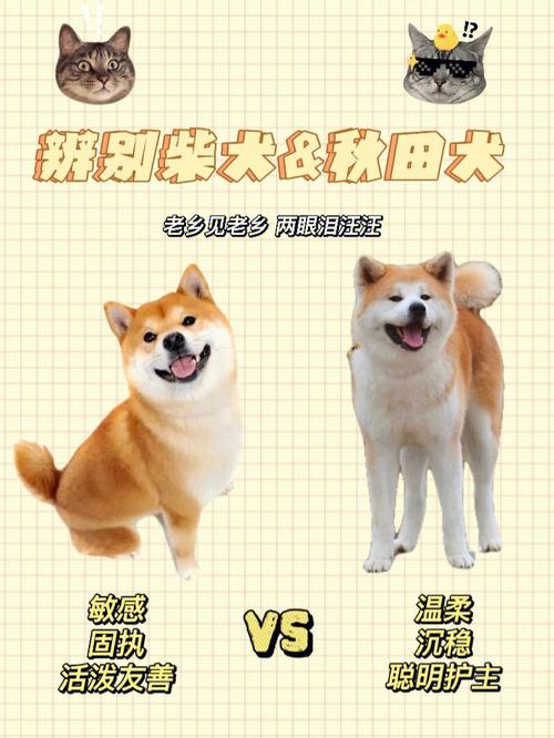 秋田和柴犬一样吗,秋田和柴犬哪个贵一些