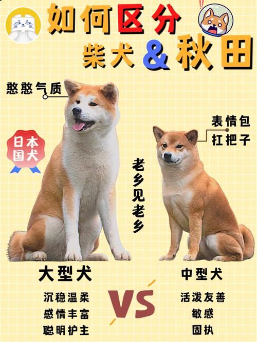 秋田和柴犬一样吗,秋田和柴犬哪个贵一些
