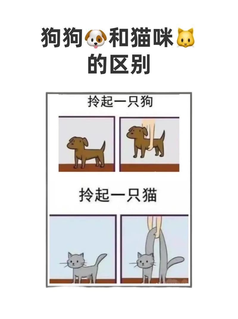 究竟是猫聪明还是狗聪明,狗狗聪明还是猫咪聪明