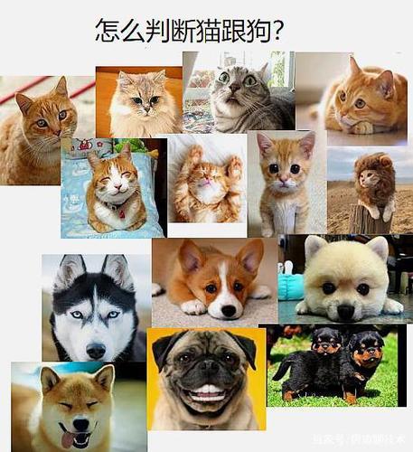 究竟是猫聪明还是狗聪明,狗狗聪明还是猫咪聪明