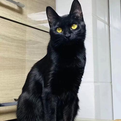 纯黑色的猫取什么名字,纯黑色的猫能卖多少钱
