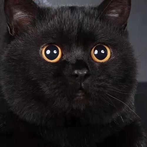 纯黑色的猫取什么名字,纯黑色的猫能卖多少钱