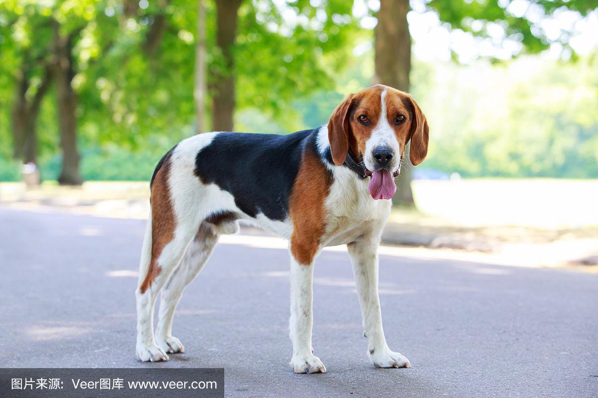 美国猎狐犬多少钱一只,美国猎狐犬对人类的危害