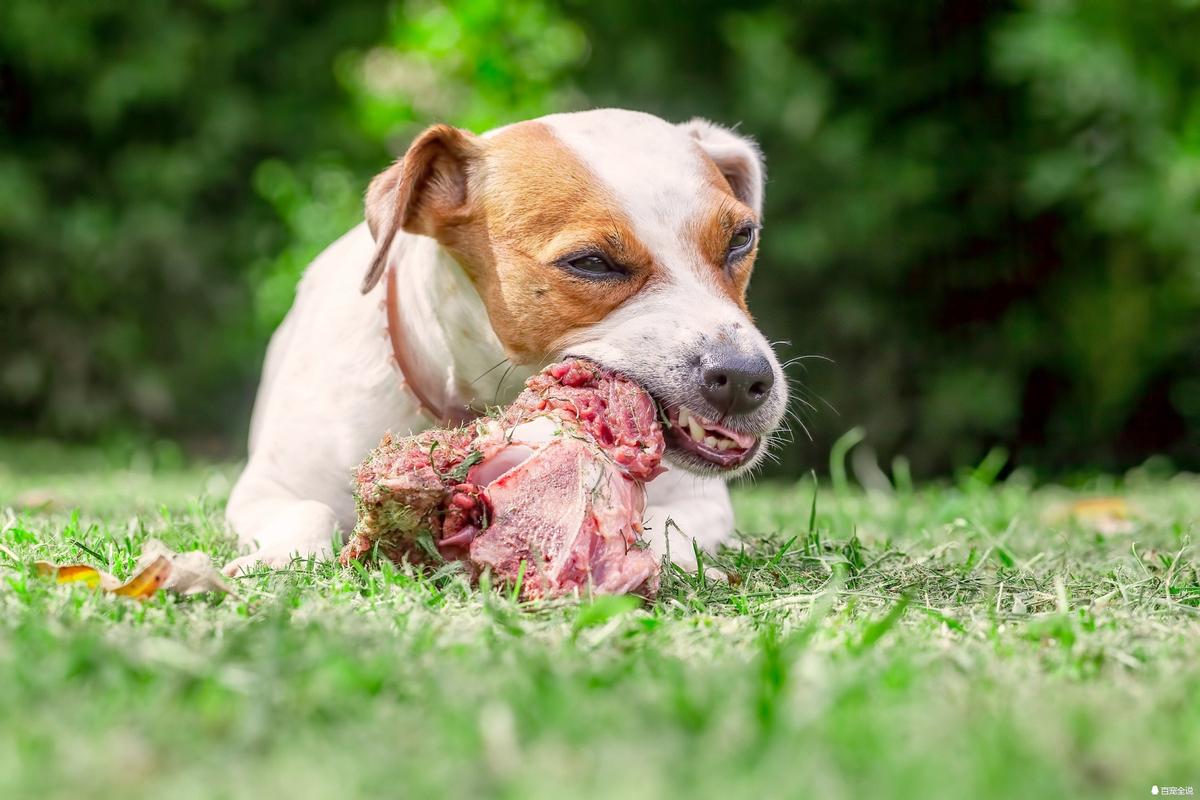 肉狗吃什么,狗吃生肉吗