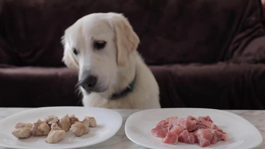 肉狗吃什么,狗吃生肉吗
