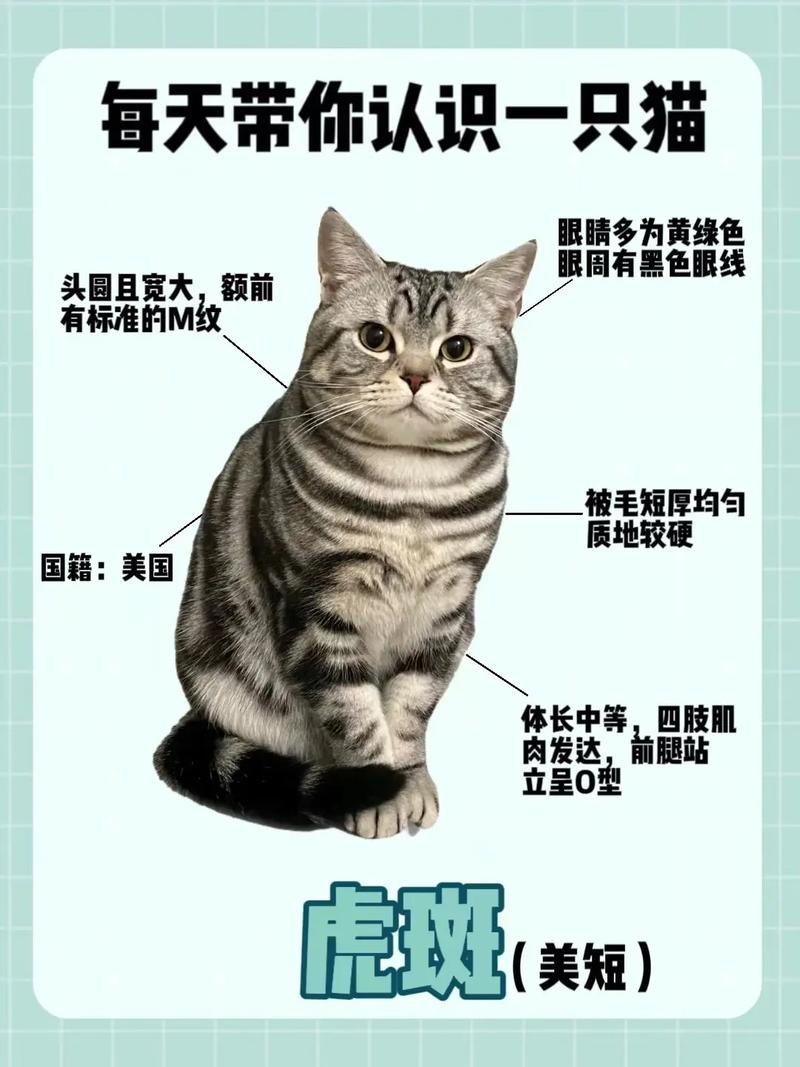 英短和美短可以配种吗,英短和美短的区别图片