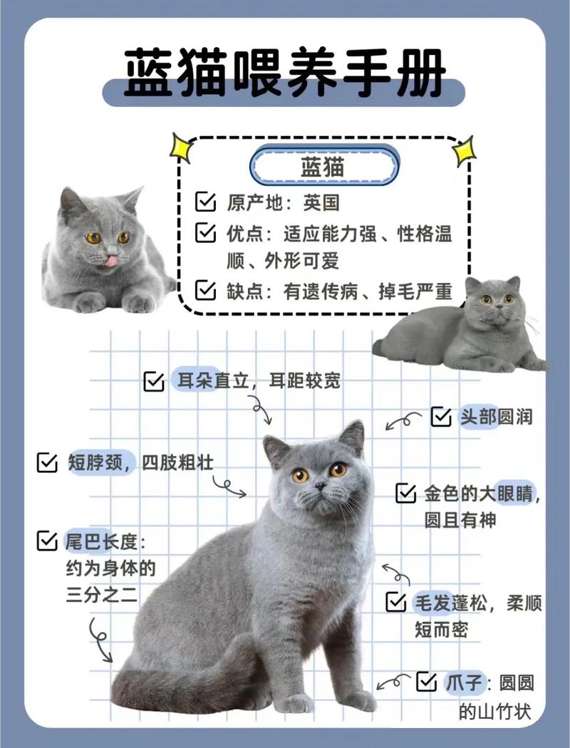蓝猫一生认几个主人,新手养蓝猫的十大忠告