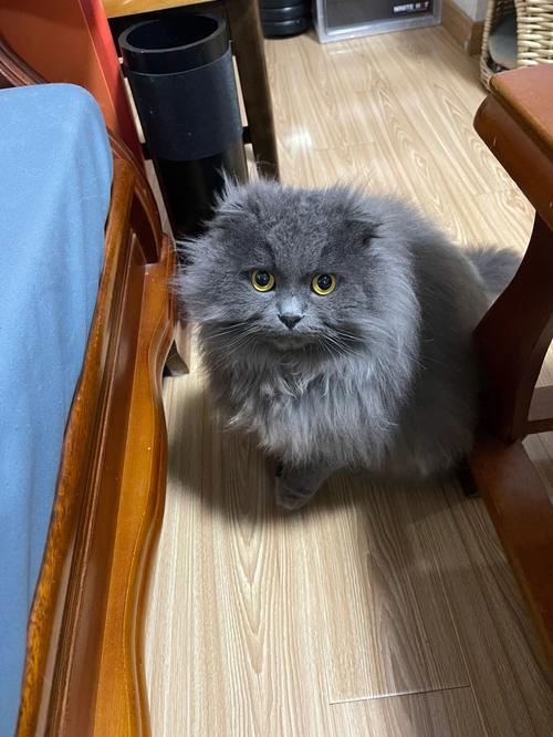 蓝猫长毛猫是什么品种,养蓝猫最忌主人什么行为