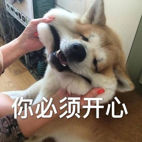 逗狗开心的句子说说心情,逗狗嘬嘬的表情包
