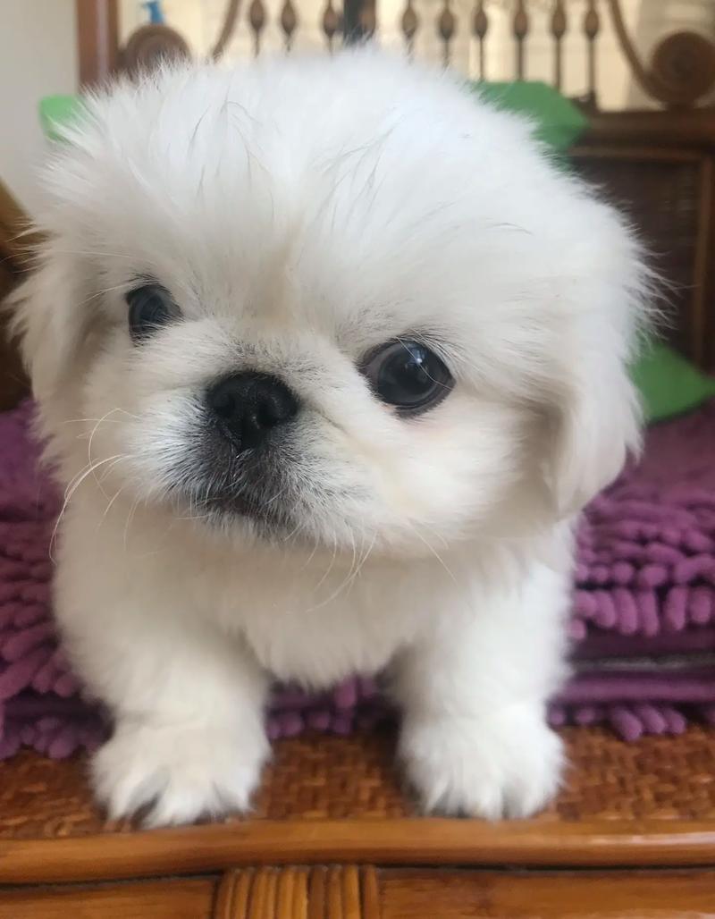 金巴狗狗排名,京巴狗图片大全