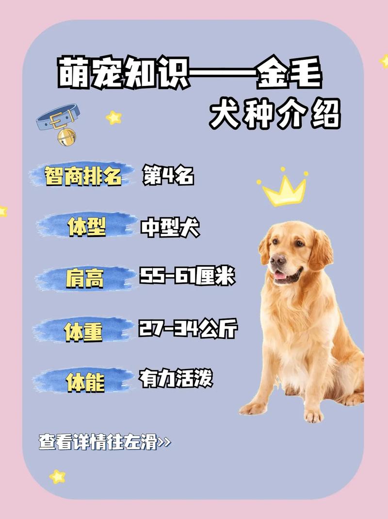 金毛犬的智商相当于几岁小孩,金毛犬吃什么食物最好