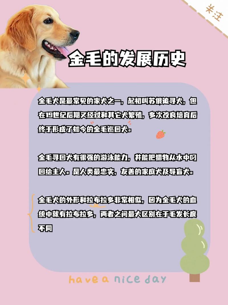 金毛犬的智商相当于几岁小孩,金毛犬吃什么食物最好