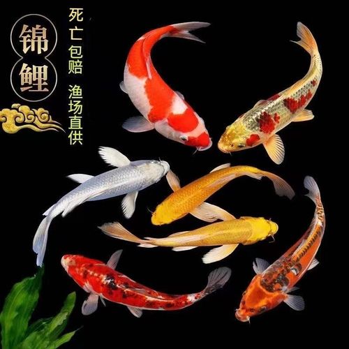 金鱼养几条最好最旺事业,金鱼养几条合适在家里