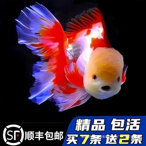 金鱼用什么水养最好活,金鱼用什么水养容易活