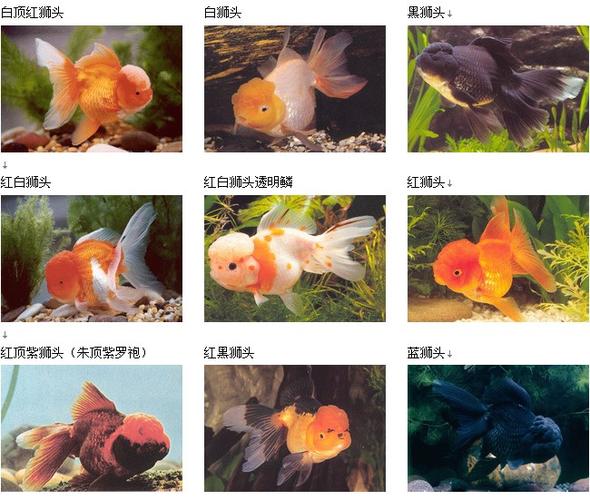 金鱼的品种介绍,金鱼的品种中有哪些比较容易饲养