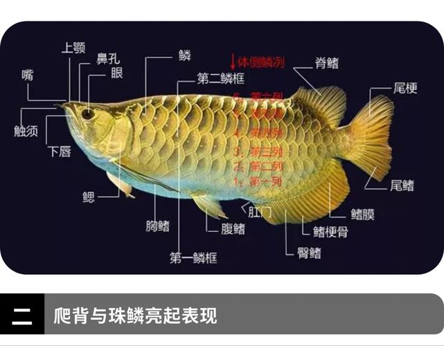 金龙鱼寿命,金龙鱼寿命是多长时间