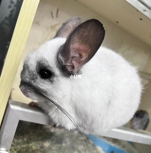 银斑龙猫和标灰生出什么颜色,银斑龙猫多少钱一只