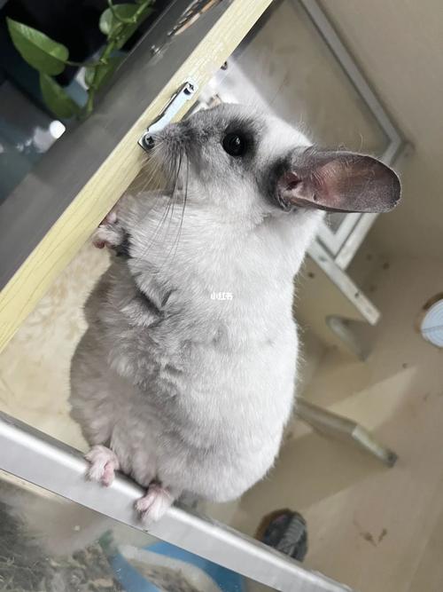 银斑龙猫和标灰生出什么颜色,银斑龙猫多少钱一只