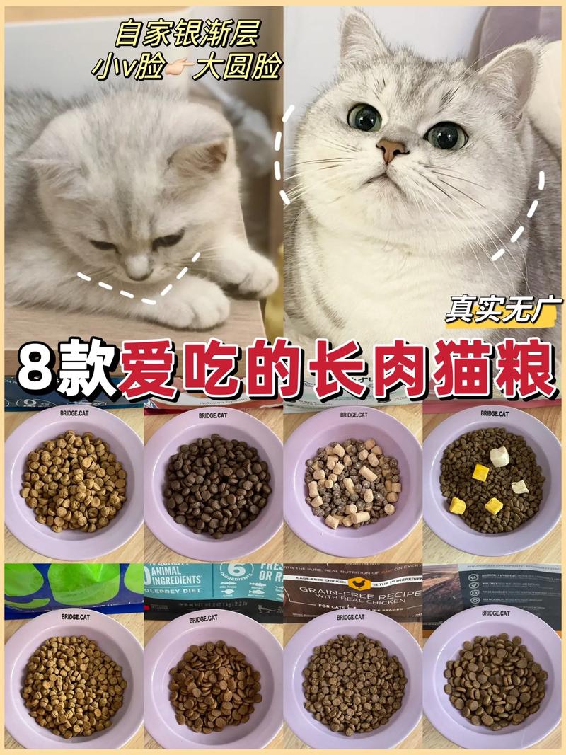 银渐层猫图片,银渐层吃哪种猫粮比较好