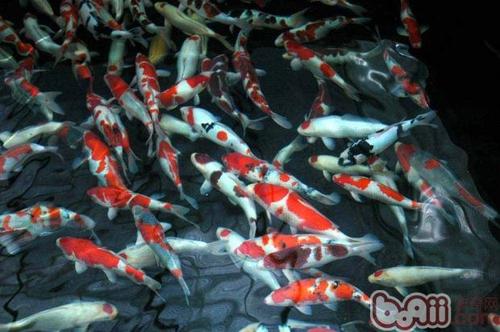 锦鲤怎么繁殖后代视频,锦鲤怎么繁殖啊水族箱可以繁殖吗
