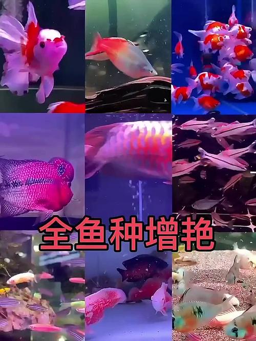 锦鲤怎么繁殖后代视频,锦鲤怎么繁殖啊水族箱可以繁殖吗