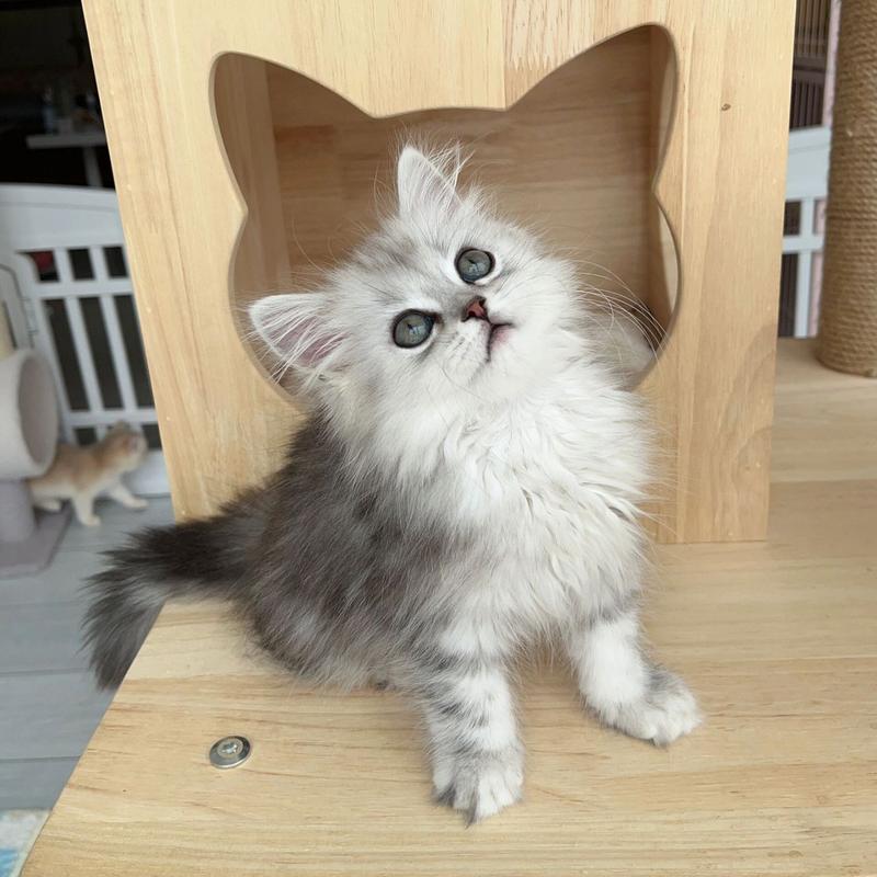 长毛高地猫是高端猫吗,长毛高地猫图片