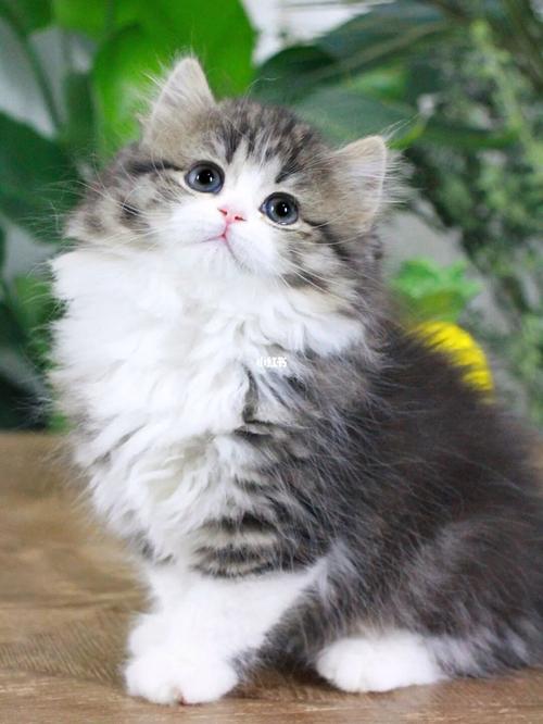长毛高地猫是高端猫吗,长毛高地猫图片