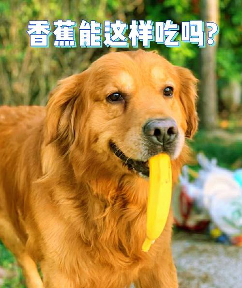 香蕉狗狗能不能吃,香蕉狗子能吃吗