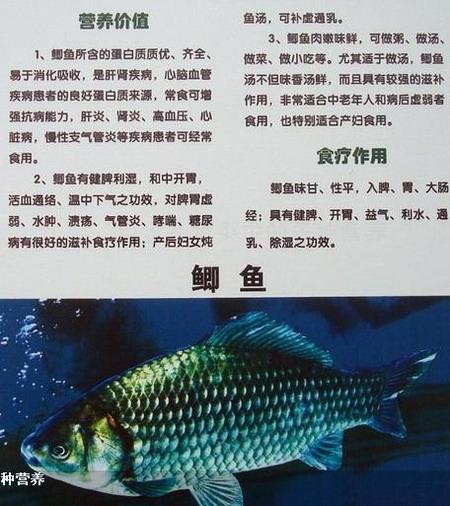 鲫鱼怎么养活家里,鲫鱼怎么养活家养