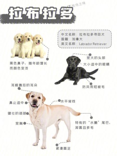 养拉布拉多最大的忌讳(关于养拉布拉多的知识)